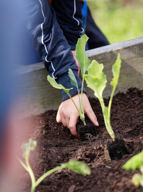 Eine Kinderhand setzt einen Setzling ins Hochbeet ein bei 