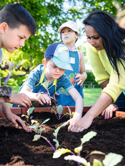 Drei Kita-Kinder pflanzen Setzlinge ins Hochbeet bei 