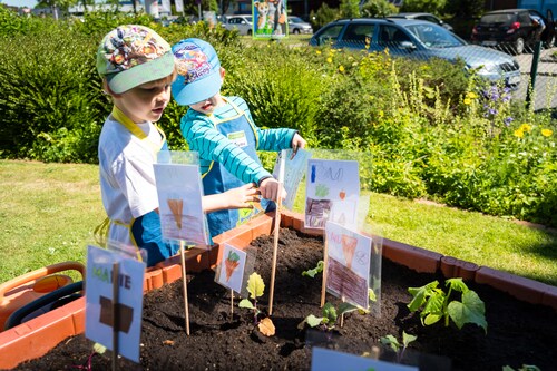 Kinder stecken Beet-Schilder zu den frisch gepflanzten Setzlingen ins Hochbeet von 