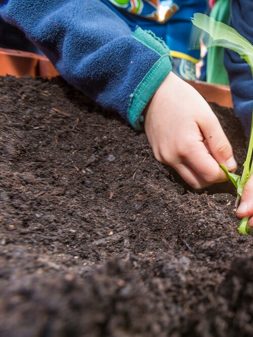Kinderhände pflanzen einen Setzling in die Erde bei 