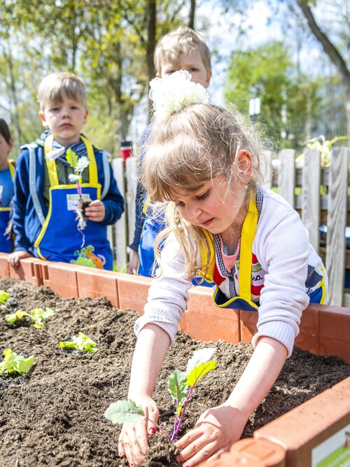 Kita-Kinder pflanzen Setzlinge in ein Hochbeet bei 